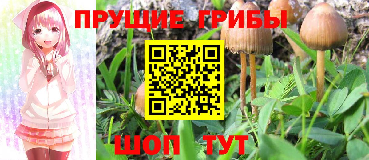 Галлюциногенные грибы Psilocybe Краснотурьинск